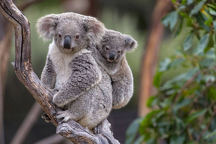 Коалы