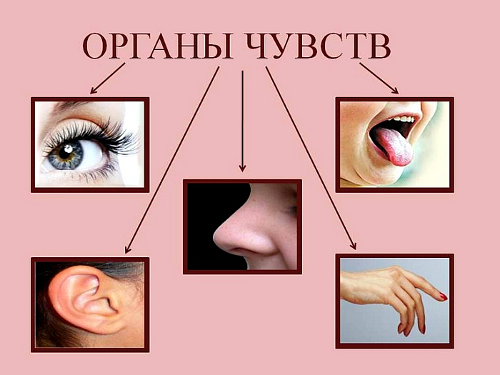 Органы чувств