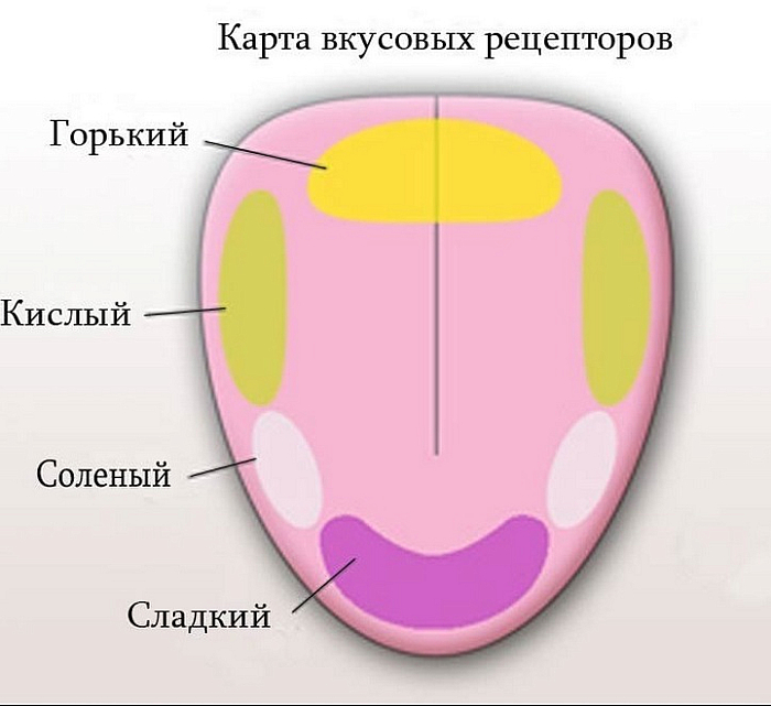 Рецепторы языка