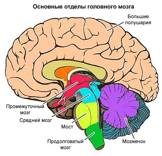 Отделы головного мозга