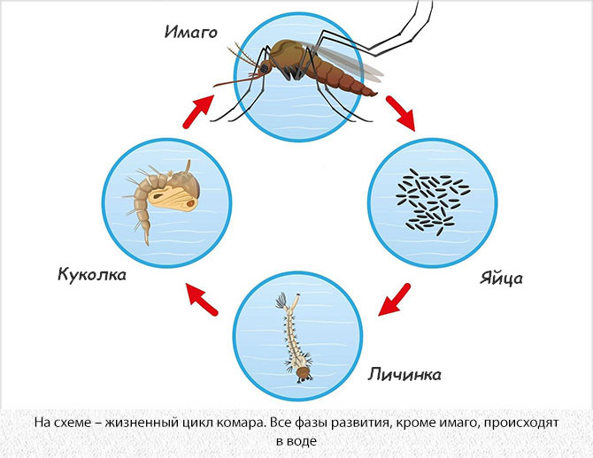 Жизненный цикл комара