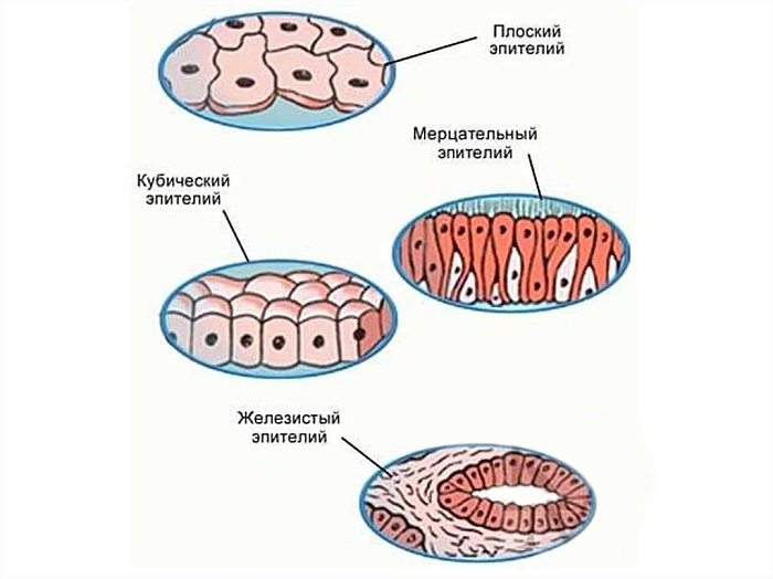 Типы эпителиальных тканей