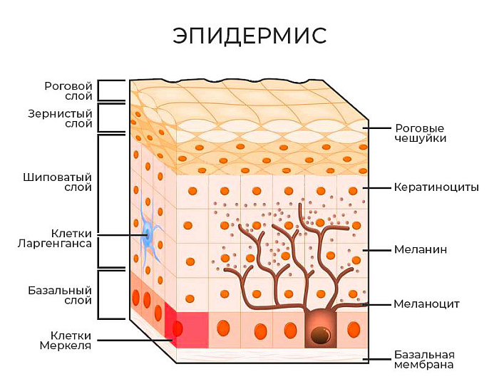 Состав эпидермиса