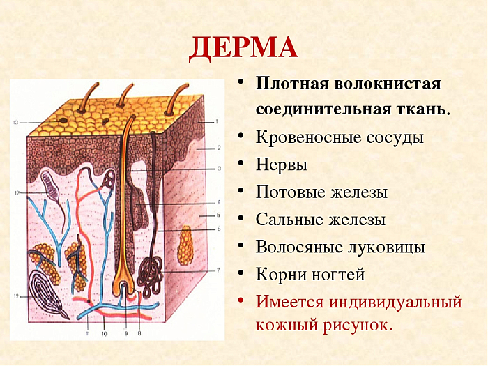 Состав дермы