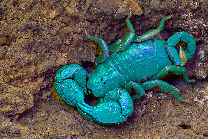 Parioscorpio venator