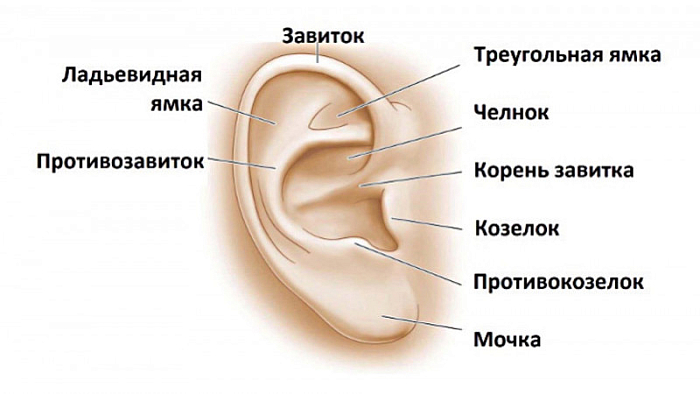 Строение наружного уха