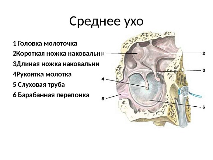 Строение среднего уха