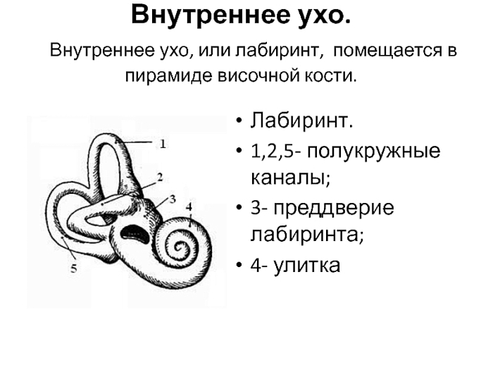 Строение внутреннего уха