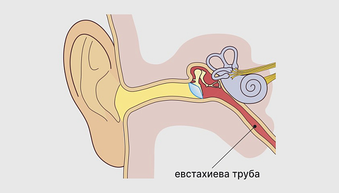 Евстахиева труба