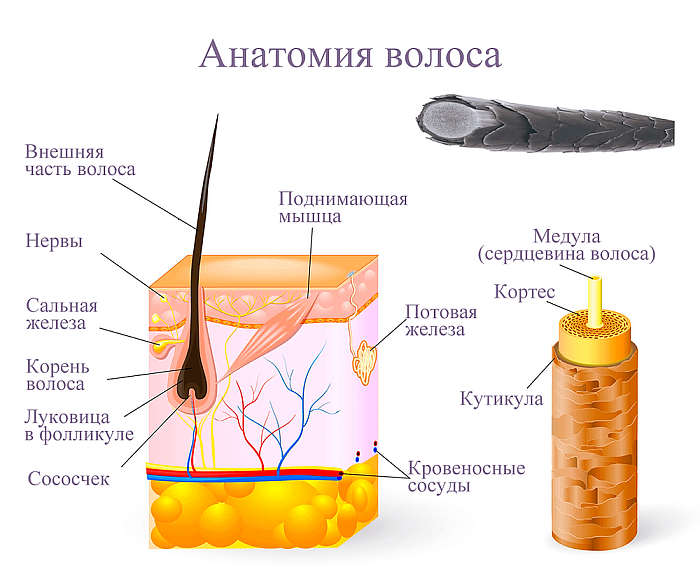 Строение волоса