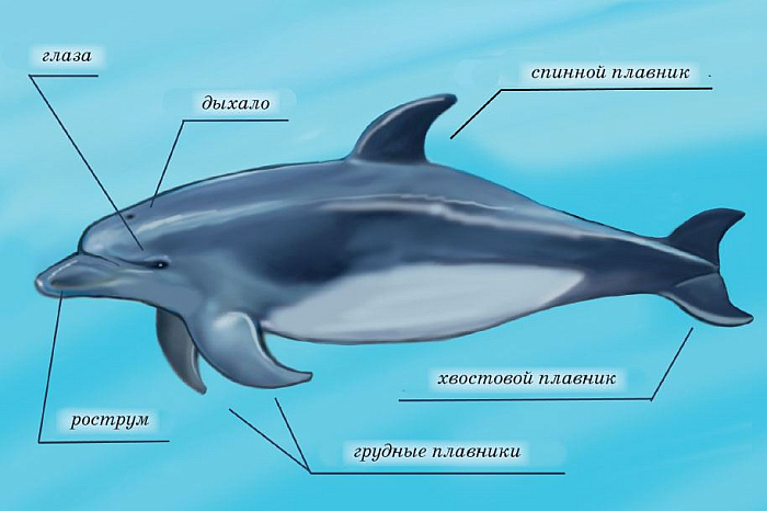 Строение дельфина