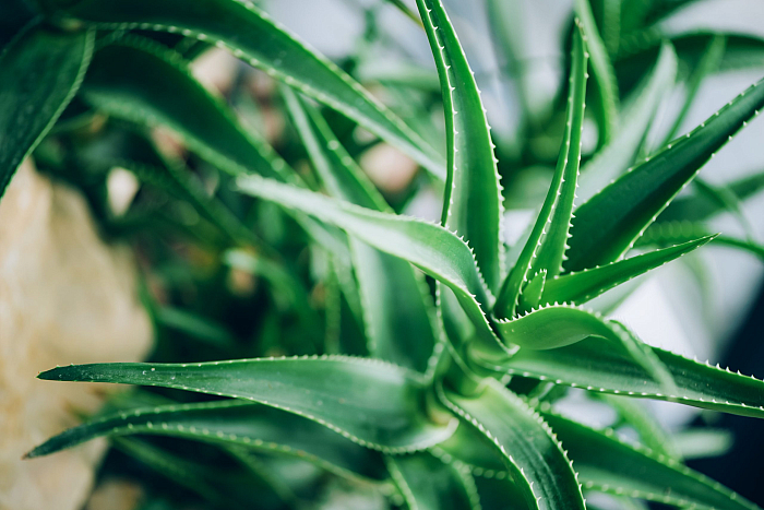 Алоэ вера (Aloe vera)