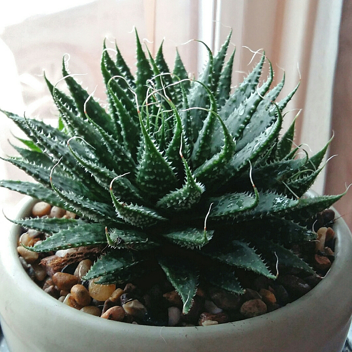 Алоэ аристата (Aloe aristata)