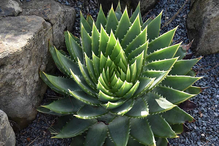 Алоэ многолистное (Aloe polyphylla)