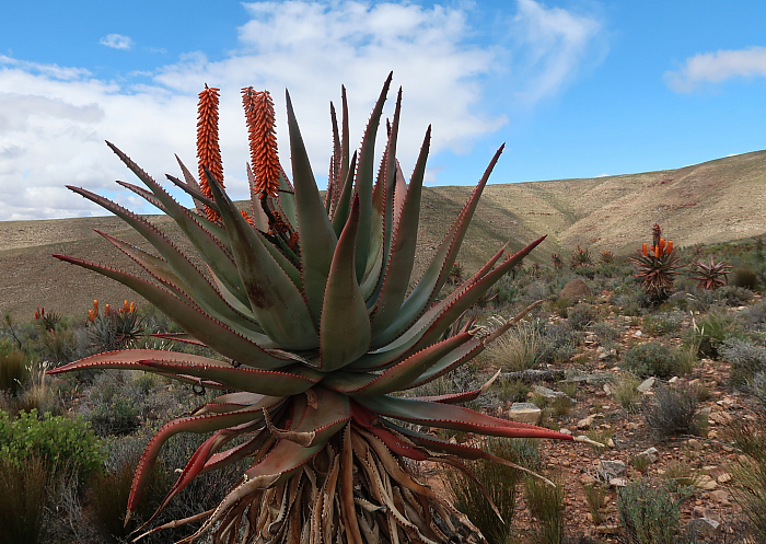 Алоэ ферокс (Aloe ferox)