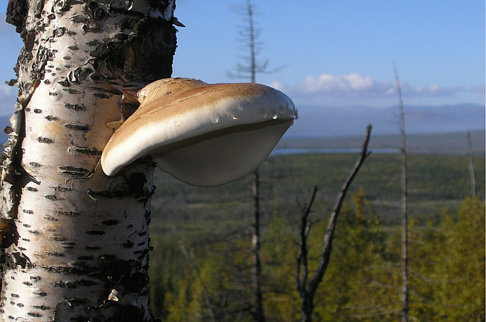 Березовые грибы