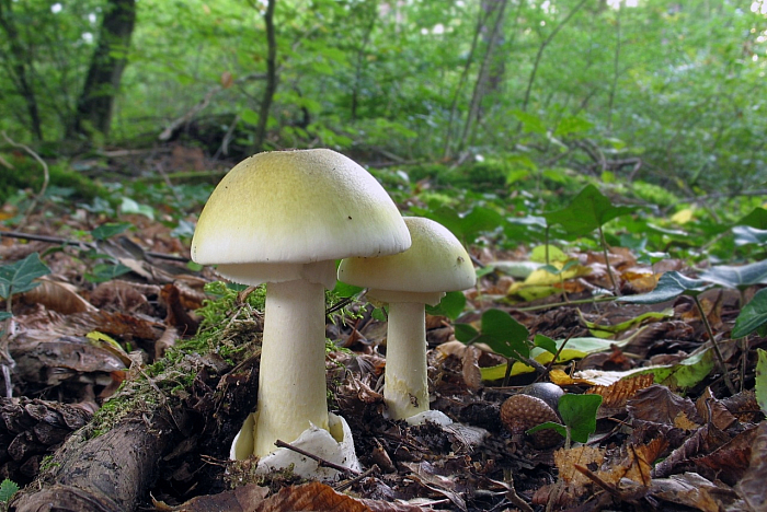 Бледная поганка