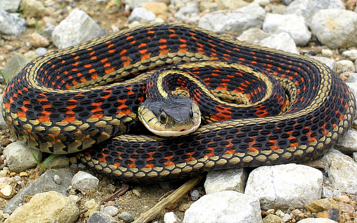 Змеи. Знакомство с безногими ящерицами