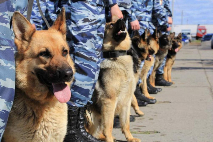 Немецкие овчарки на службе в МВД