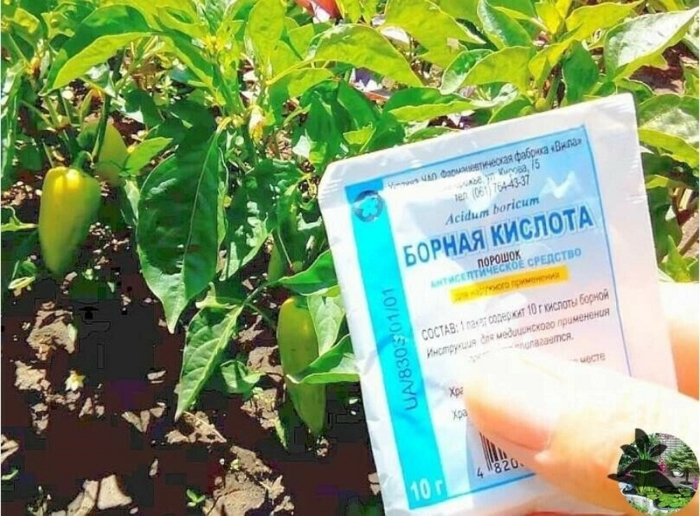 Борная кислота - удобрение. Правила применения