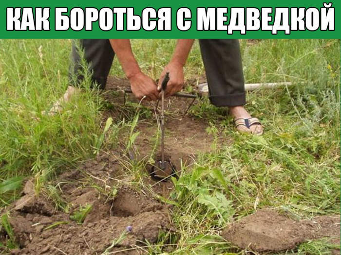 Медведка на садовом участке